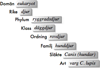 Domänerna delas sedan in i olika Riken. T ex växtriket, djurriket, svampriket.