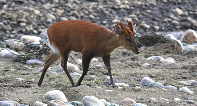 Indian Muntjac, Corbett NP. morgondimman. Här fanns också flera svarta storkar. 1 Indian Muntjac var tämligen ogenerad och vi kunde följa dess födosök på nära håll.