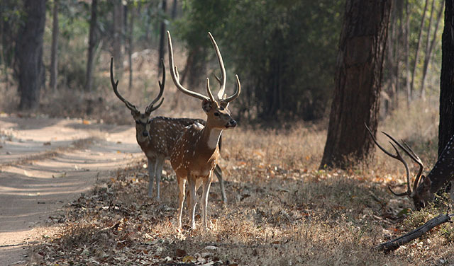 Axishjort, Bhandavgarh NP. Swallows, en flock med hela 600-700 fåglar. Imponerande! En annan överraskning var 3 Chinkara (eller Indian Gazelle som de också heter).