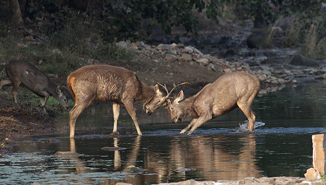 Sambarfajt, Ranthambhore NP. ARTLISTA DÄGGDJUR 1. Indian Hare Lepus nigricollis (Svartnackad hare) 1 ex Ranthambhore NP 31/1 och 1 ex 1/2 samt 1 ex nära lodgen vid Chambal River 5/2. 2.