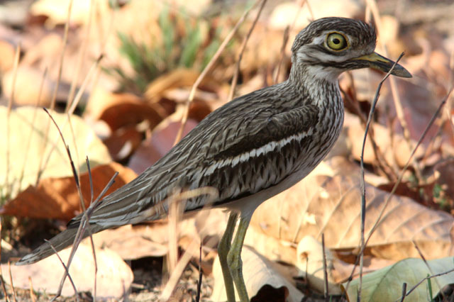 (Indisk) Tjockfot, Bhandavgarh NP. EXTRAVECKAN ARTLISTA FÅGLAR 1. Little Grebe Tachybaptus ruficollis capensis (Smådopping) 7 ex längs vägen till Bhandavgarh 15/2 samt 15 ex Sultanpur 19/2. 2.