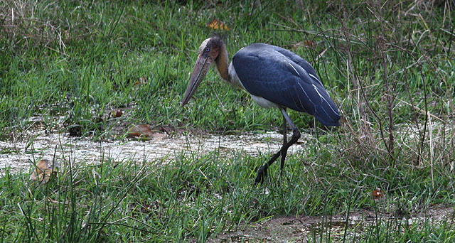 14. Black Stork Ciconia nigra (Svart stork) 2-4 ex Bhandavgarh NP 16-18/2. 15.