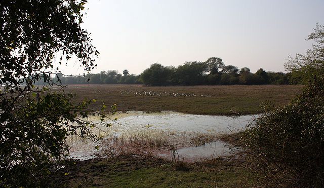 Keoladeo Ghana NP, Bharatpur. age e.t.c.). Vi kom väl typ fem meter innan första stoppet, och så fortsatte det under dagen. Korta cykelinsatser och längre skådarpauser. Precis som vi ville ha det.