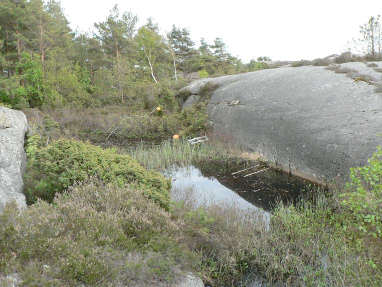 Dammen där större vattensalamander påträffades i maj 2009. Bilden är tagen mot sydost och i bakgrunden ses en av skogsdungarna som sannolikt utgör övervintringsområde.