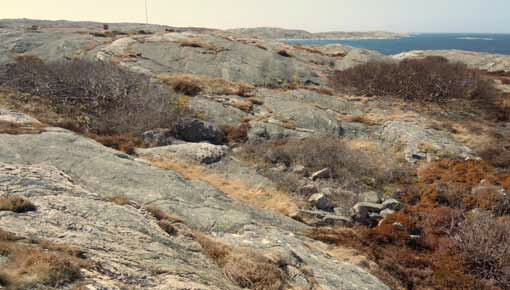 Biotopkartering Området är en halvö som består av en ohävdad hällmarksmosaik.