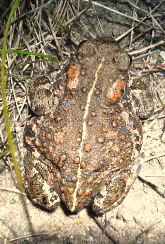 Inventering av groddjur - större vattensalamander och strandpadda Strandpadda På öar utanför Mollösund finns noteringar om fynd av strandpadda.