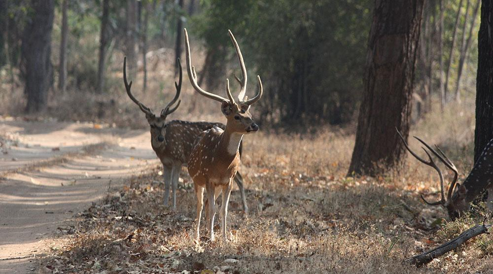 1. Ranthambore NP 2. Keoladeo Ghana NP (Bharatpur BS) 3. Bund Baretha 4. Chambal River 5. Agra 6. Ganges River 7. Kosi River 8. Jim Corbett NP 9. Nainital 10. Sultanpur BS 11.