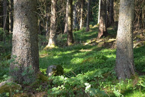 Skog och skogsmark Skogsmarken omfattar 20,6 ha enligt skogsbruksplanen, upprättad av LRF Konsult och Dennis Claesson hösten 2011. Virkesförråd om 2 200 m 3 sk, varav 1 400 m 3 sk slutavverkningsskog.