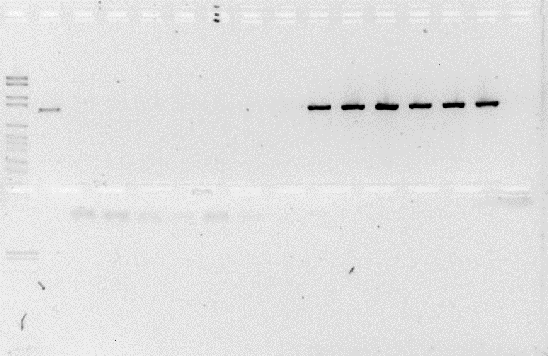 . 1 2 3 4 5 6 7 8 9 10 11 12 13 14 15 1033bp 653 bp Figur 1. PCR resultat efter undersökning med modifierad Shimoji et al.(1998) av ett urval bakterieisolat. Bilden visar en agarosgel.