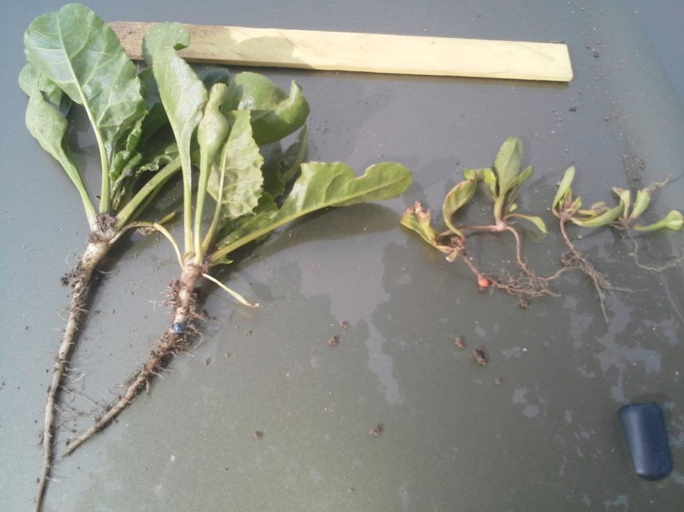 Våren 2015 En hel del svampangripna betfält (Pythium &