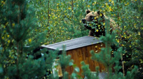 Björnskador på bikupor I Sverige bedrivs biodling både på hobbynivå och som yrkesverksamhet. Biodling förekommer i större delen av landet och således också i områden där det finns björn.