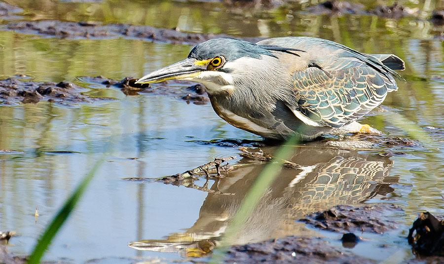 11 Yellow-billed Stork Mycteria ibis (Afrikansk ibisstork) 1 Delta Camp, Okavango 4.1 och 1 Okavango Delta 5.