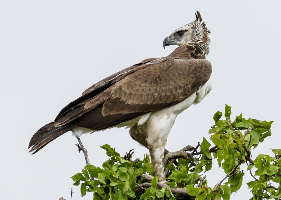 46 Martial Eagle Polemaetus bellicosus (Stridsörn) 1 adult Delta Camp, Okavango 4.1, 1 juvenil Chobe Elephant Camp 9.1, 1 ungfågel Chobe Elephant Camp 10.1 och 1 Chobe Elephant Camp 11.