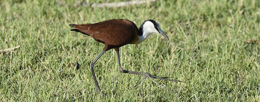 74 African Jacana Actophilornis africanus (Afrikansk jaçana) 2 Delta Camp, Okavango 3.1. Observerad 7 dagar totalt African Jacana med sina enorma tår.