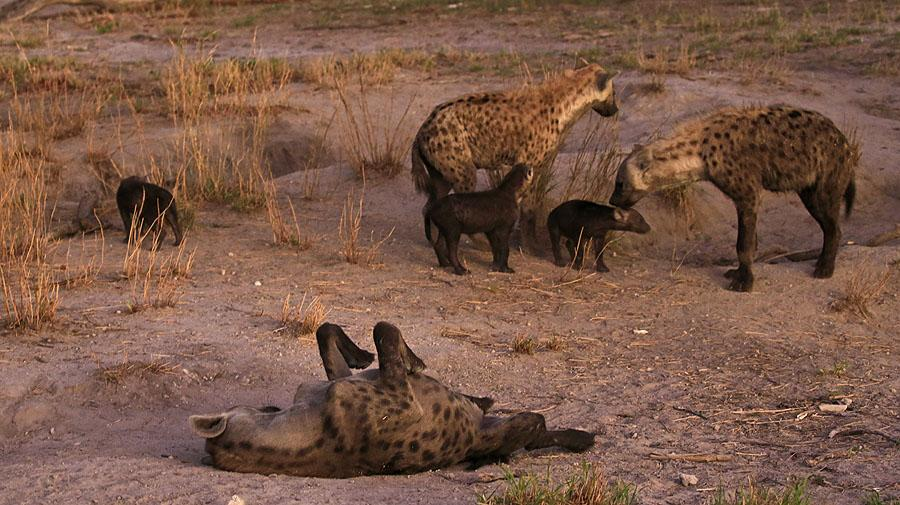 3 Leopard Panthera pardus pardus (Leopard) 1 och 1 ung Sango Safari Camp 5.1 och 1 Chobe Elephant Camp 10.1 Leopardhonan i Chobe NP.