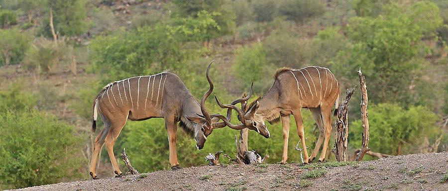 9 Common Wildebeest Connochaetes taurinus (Strimmig gnu) 1 Sango Safari Camp 8.1 10 Sable Antelope Hippotragus niger (Sabelantilop) 1 Chobe Elephant Camp 8.1 och 3 Chobe Elephant Camp 10.