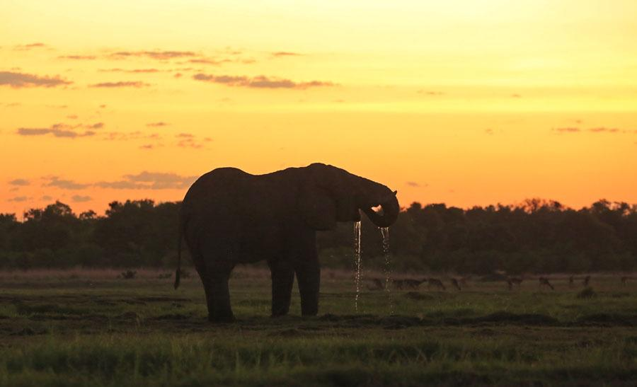 25 African Elephant Loxodonta africana (Svart Elefant) 30 Delta Camp, Okavango 3.1, 100 Delta Camp, Okavango 4.1, 20 Delta Camp, Okavango 5.1, 14 Okavango Delta 3.1, upp till 75 Sango Safari Camp 5-8.
