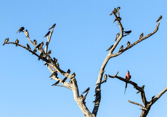 RESEDAGBOK 3 januari Efter en ganska seg flygning från Sverige kom vi på morgonen fram till Johannesburg där vi fördrev väntetiden tills planet till Maun I Botswana skulle gå med att försöka få till