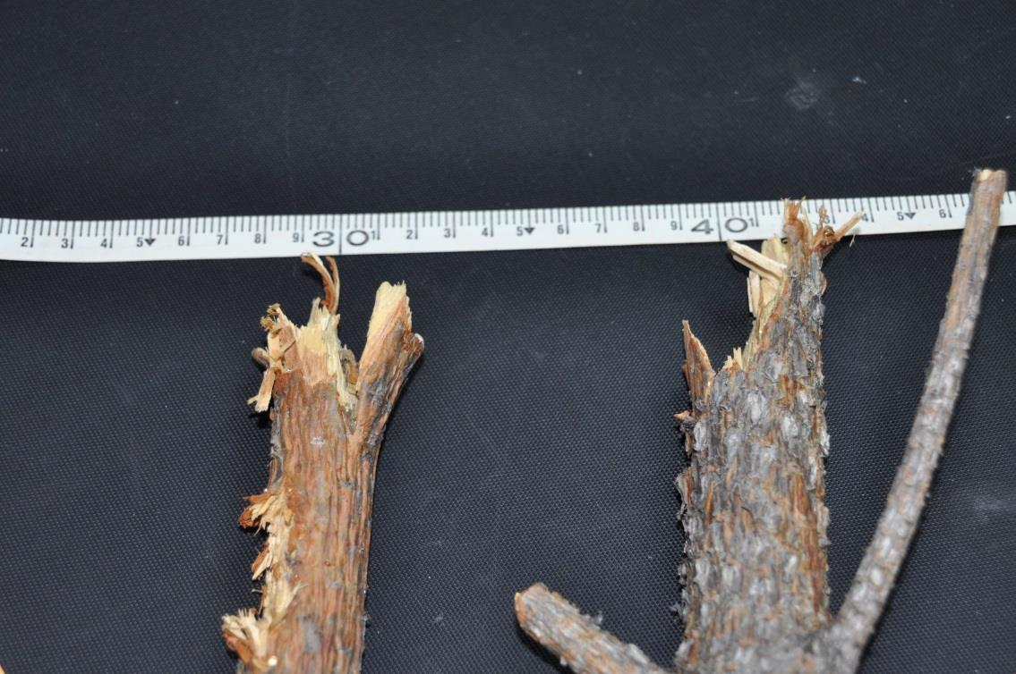Figur 7. De träd som skadade rotorbladen. Figur 8. Trädtopparnas diameter max. 4 cm.