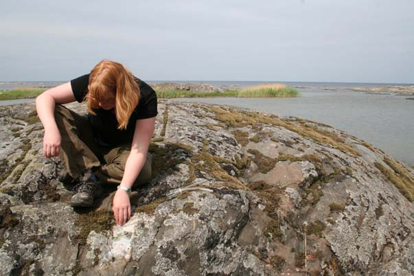 Hoppspindeln Pseudicius encarpatus återfunnen i Sverige Den lilla hoppspindeln Pseudicius encarpatus, med karakteristiskt mönstrad hane, har efter ca 50 år återfunnits i vårt land.