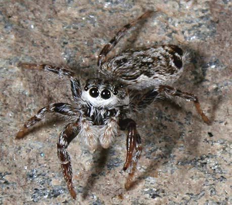 Fig. 2. Hane av Pseudicius encarpatus med karakteristiskt randig kroppsteckning. [Male Pseudicius encarpatus with characteristic striped markings.] samma vik.