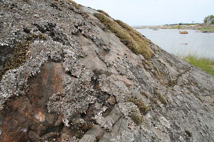 Fig. 7. Kala skärgårdsklippor med färglavar är en miljö som föredras av Pseudicius encarpatus i Upplands skärgård, här vid Skärsviken på Gräsö.