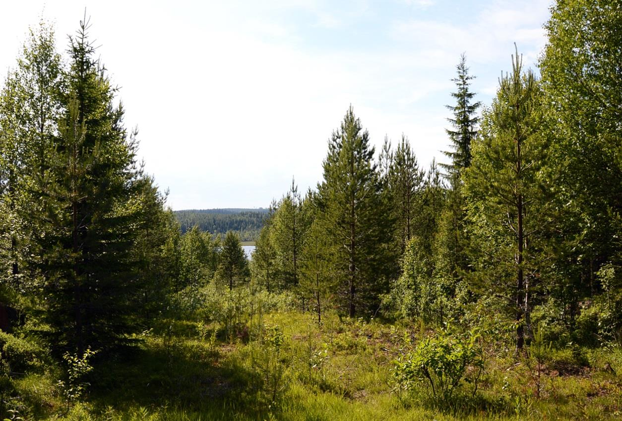 Figur 2. Karaktärsbild från Kusbergetområdet. Foto: Sofia Nygårds, Ecocom AB.