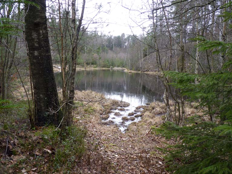 Huvuddelen av dammen är djup och med mjuk botten. I kanterna finns ganska smala gungflypartier med vitmossor och starr.