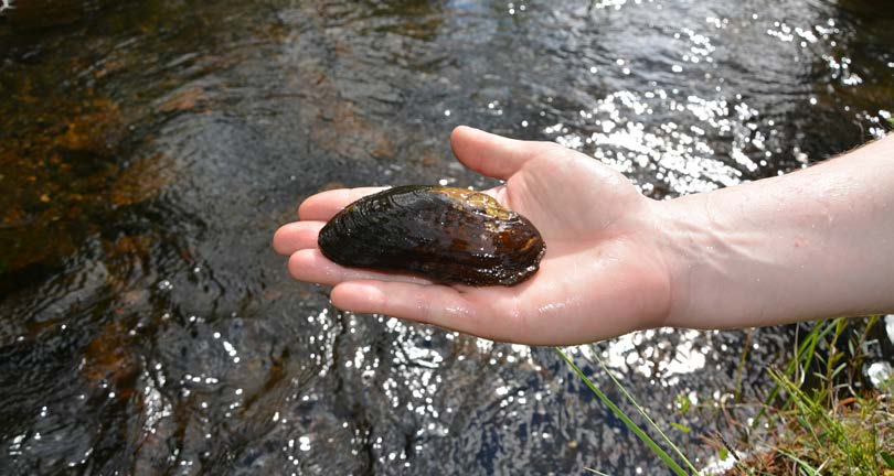 Flodpärlmussla är en av de arter som EU utpekat som särskilt skyddsvärda inom nätverket Natura 2000 och som kan gynnas av Vindel River LIFE:s åtgärder på lång sikt.