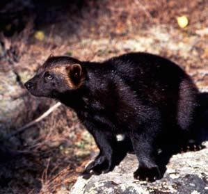 Björn. I en rapport 2009 beräknar björnforskarna antalet björnar i Sverige till omkring 3 200 stycken.