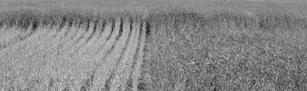 Sveriges lantbruksuniversitet Mätningar med Yara N-sensor för att skatta markens kvävelevererande förmåga Using Yara N-sensor to estimate soil nitrogen mineralisation Johanna Wetterlind Institutionen