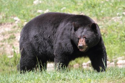 rtbjörn i Kanada Viltart - Höstjakt på älg och sva VILTART Höstjakt Höstjakt på på älg älg och och svartbjörn svartbjörn ii Kanada Kanada Älg/Moose (Nordamerika) Latinska namn: Alces alces