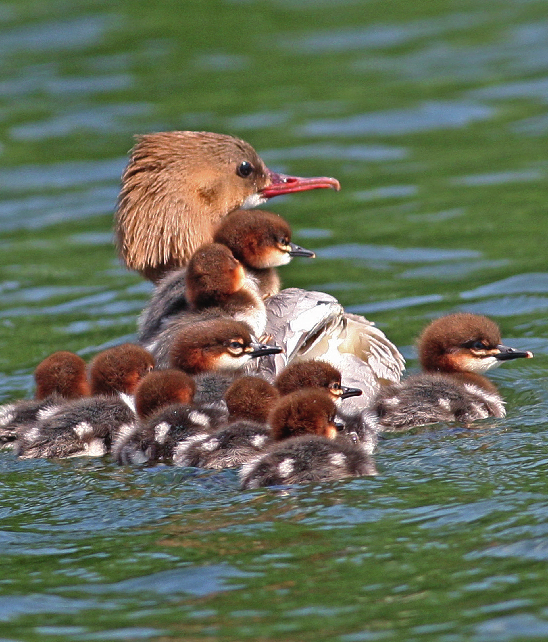 En hona storskrake Mergus merganser med ungar.