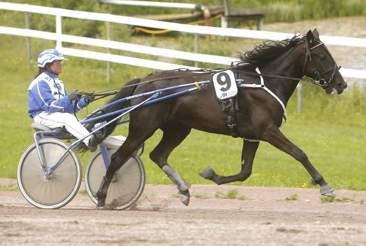 månadens häst mars2016 Ginger Lynn Foto: Hanold/Foto-Mike Foto:Micke Gustafsson/Foto-Mike Sto 3 år e. Marion Mad Money (US) u. Barbaras Courage ue.