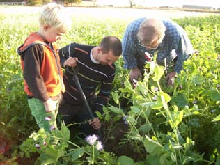 Erfarenheter vid Strip tillage av sockerbetor med Köckerlingmaster Nicklas Göransson Köpingehus Varför strip tillage?
