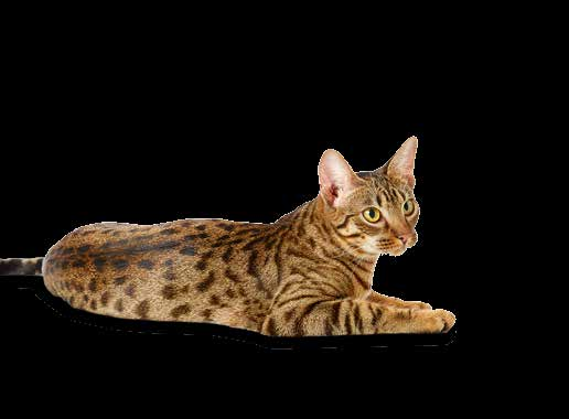 Lyxig kattlåda Moderna kattlåda 169 459:- Svart kattlåda med gulddetaljer finns i tre olika modeller välj din och din katts favorit! Ett bra miljöval!