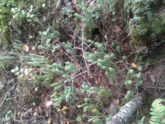 10(21) Naturvärden En naturvärdesinventering har av WSP, i uppdrag av Årjängs kommun, genomförts i september 2014. Naturvärdesbedömningen syftar till att uppskatta underlaget för biologisk mångfald.