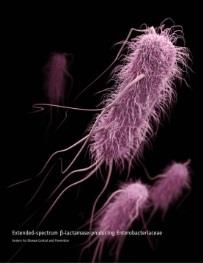 ESBL- Extended Spectrum Beta-Lactamase Betalaktamaser Enzym som bryter ner penicilliner (Alla Betalaktamaser) cefalosporiner (ESBL) Karbapenemer (ESBLcarba) ESBL Jättevanliga