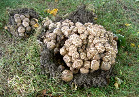 Figur 3. Brunfjällig champinjon (Agaricus subperonatus) i gräsremsa på Magistratsvägen i norra Lund (2005). har smak av rutten tång.