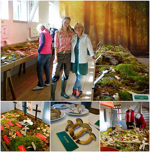 Ett besök på Fredriksdals svamputställning Text: Helena Björnström, foto: Eva Björnström Den 18e september åkte Eva Björnström och jag till Fredriksdals museer och trädgårdar i Helsingborg med en
