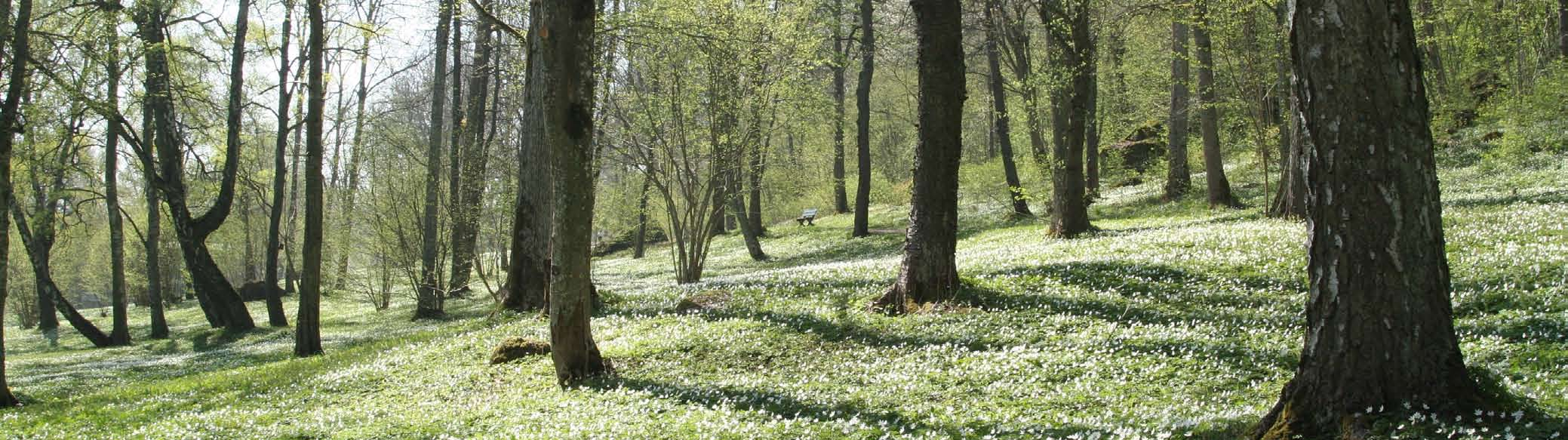 Falköping är Sveriges första Cittaslow Värderingarna i Cittaslow stämmer väl överens med vår profil och stärker vårt varumärke.
