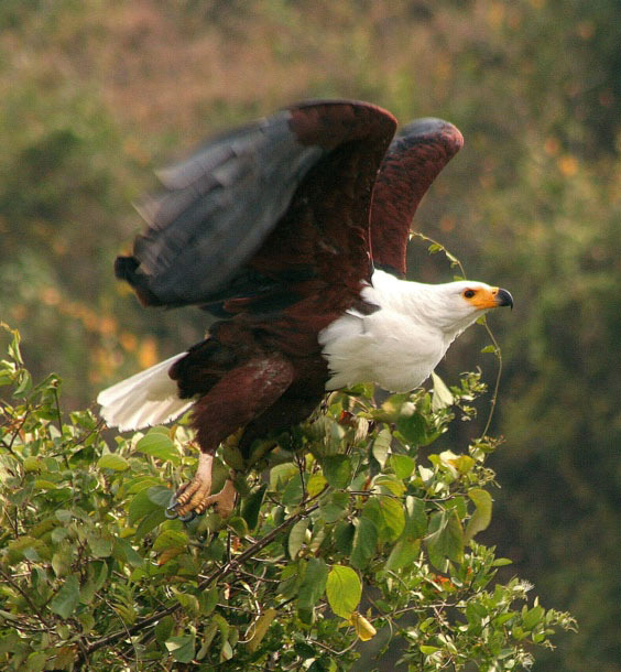 nar samt fem arter gamar, nämligen Palmnut, Hooded, Lappet-faced, White-backed och White-headed Vulture. Vi fortsätter sedan vidare genom parken, inklusive möten med bl.a. elefant och Giant Forest Hog.