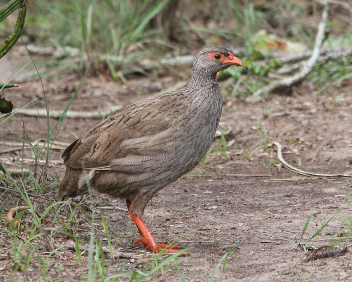 80. Handsome Francolin Pternistis nobilis (Rostbukad frankolin) 1 ex + 1ex (hörd) Nyungwe Forest 12/1, 1 ex (hörd) Ruhija 17/1. (A)(RU) 81.