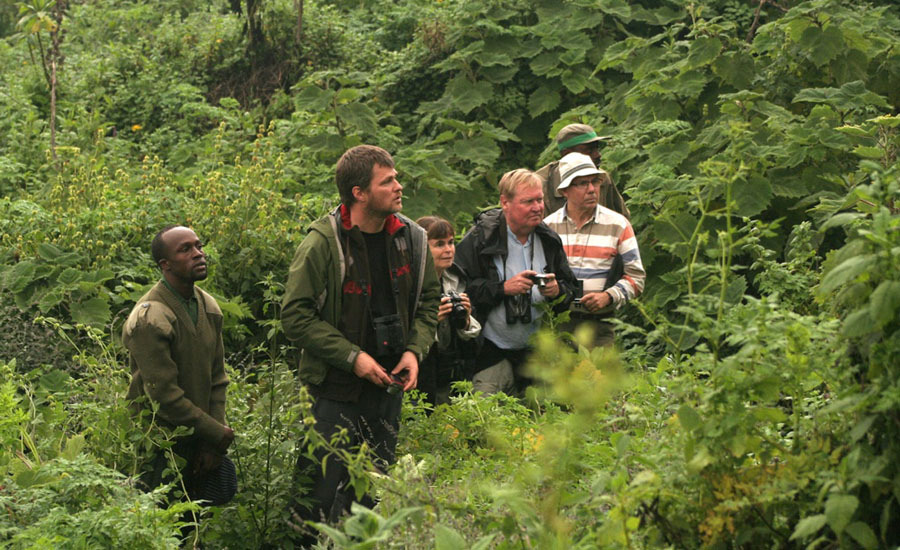 Gorilla-spaning. och den största överraskningen är kanske att ananasskivorna skurits på annan ledd. Hur som helst summeras 21 fågelarter knutna till Albertine Rift under tre dagar i Nyungwe Forest.
