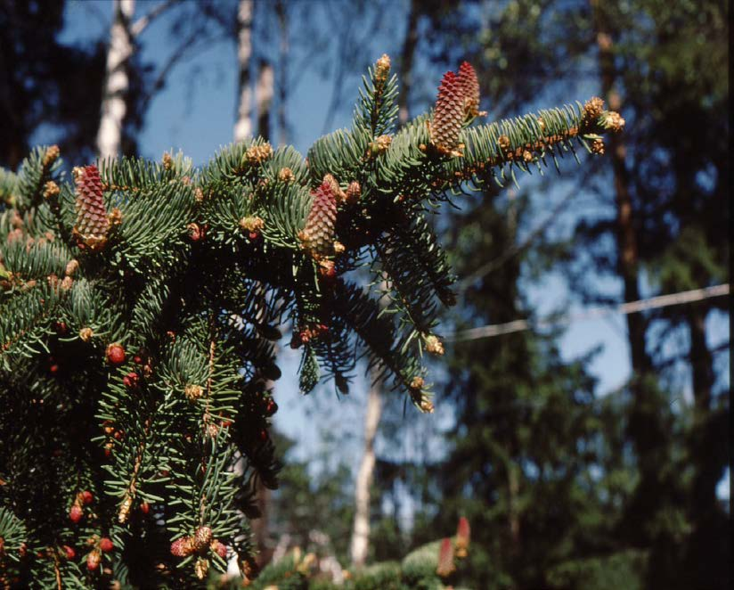 Nakenfröiga växter (Gymnospermer) Träd och buskar. Fröna är inte omslutna av en fruktvägg.