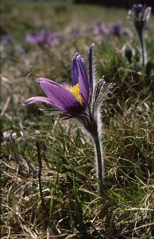 Gömfröiga växter (Angiospermer) = Blomväxter Den till artantalet dominerande växtgruppen (ca 300 000 arter).