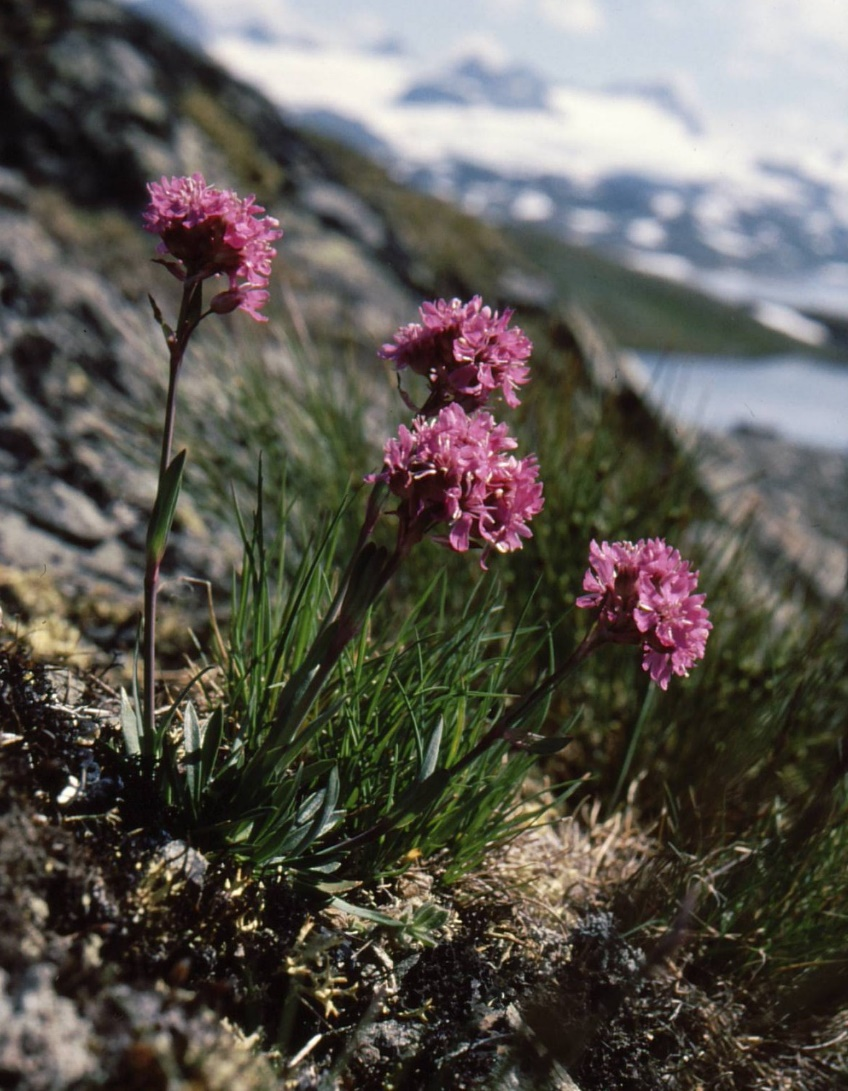 Fjällnejlika