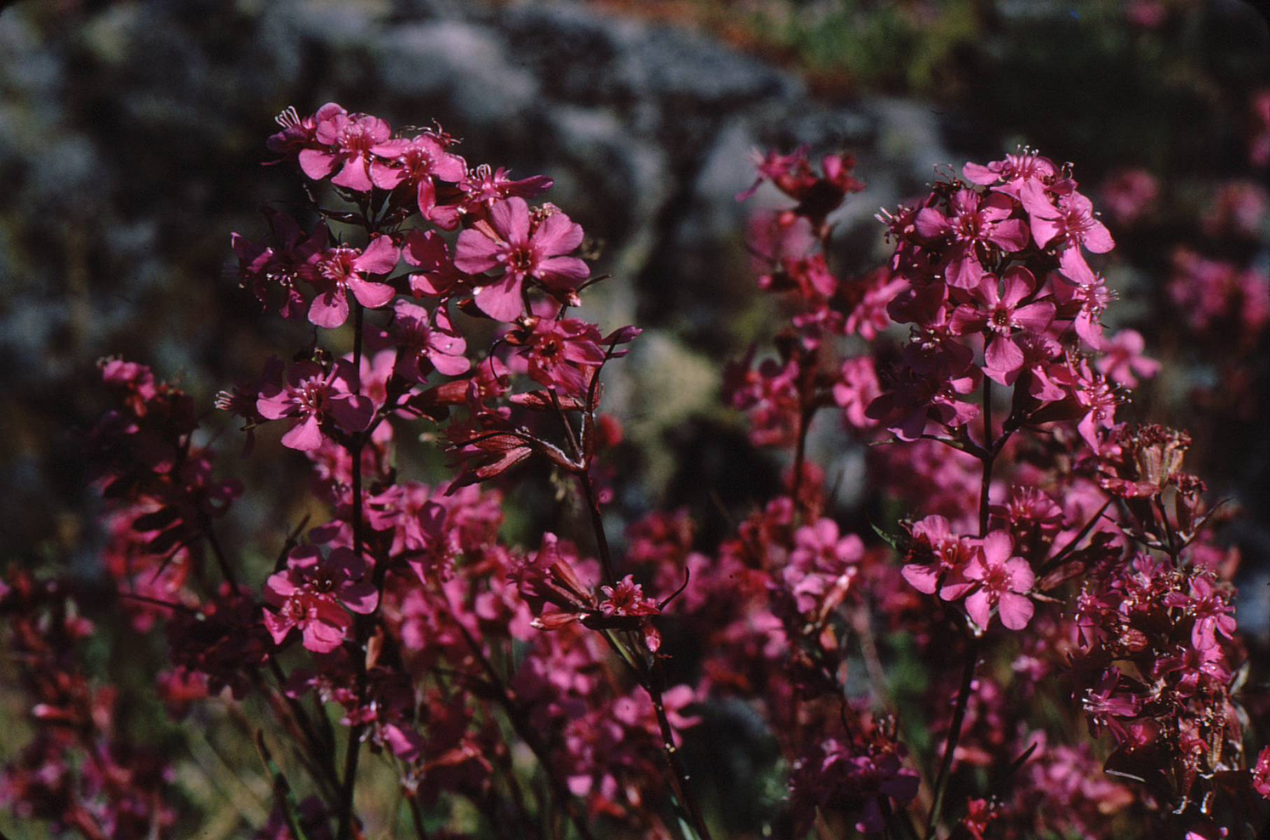 Tjärblomster