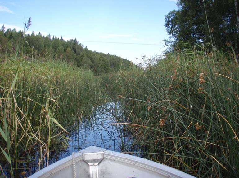 Bild 10. Vassbälte i norra Länna kyrksjö, kanal till Lisasjön genom vass- och sävbälten. Sammantaget påträffades 22 arter av vattenvegetation vid inventeringen, undantaget övervattenvegetation.