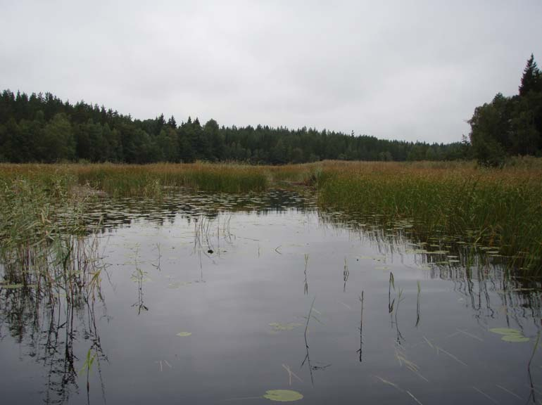 Bild 13. Ubby-Långsjön, smalkaveldunbälte i mynningen till sjöns sydvästra vik. Sammantaget påträffades hela 31 arter av vattenvegetation vid inventeringen, undantaget övervattenvegetation.